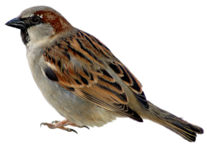 Sparrow PNG-20122